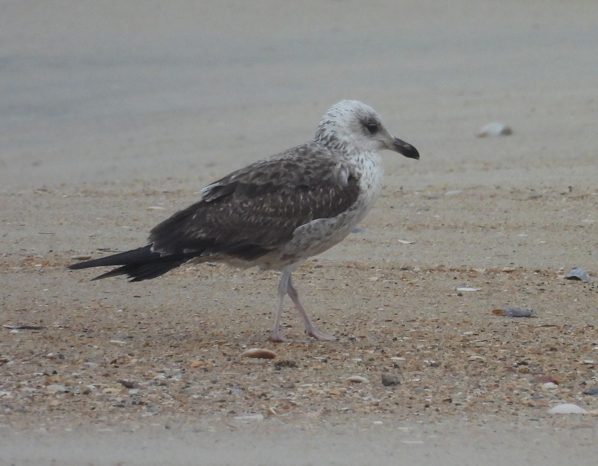 Lesser Black-backed Gull - Mark DiGiovanni