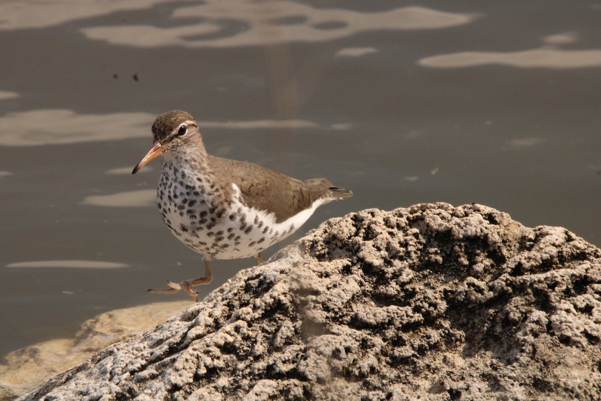 Spotted Sandpiper - Leigh Nelson