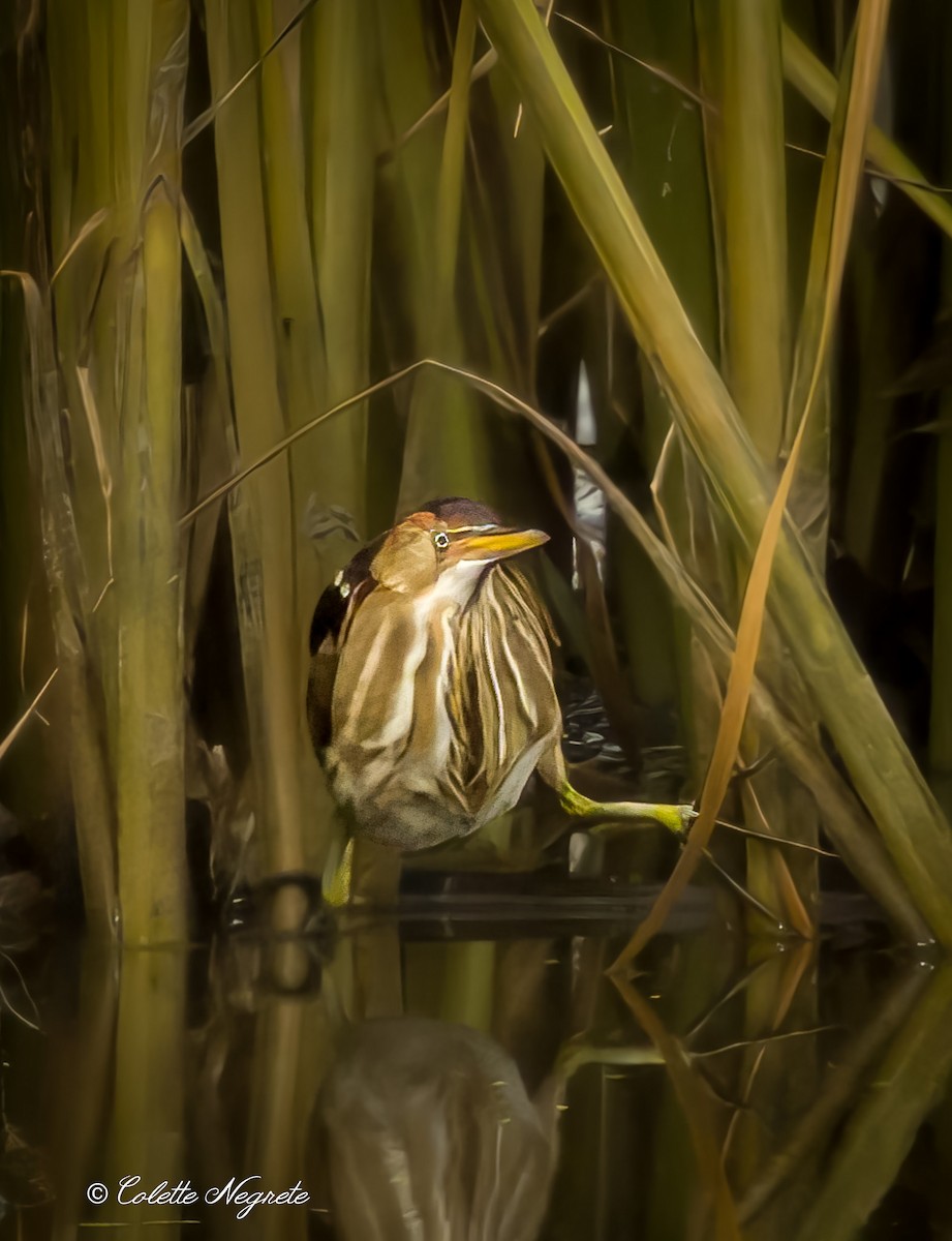 Least Bittern - ML619369027