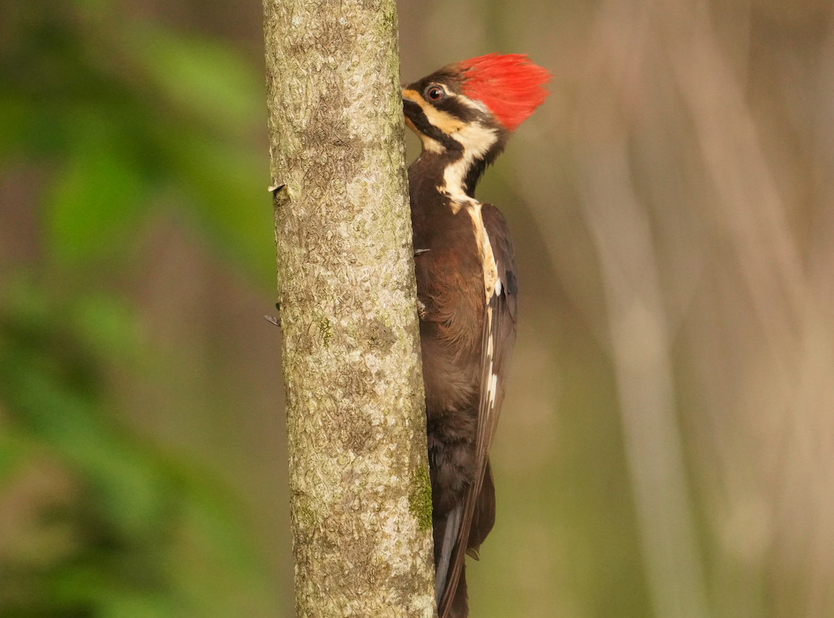 Pileated Woodpecker - Aaron T