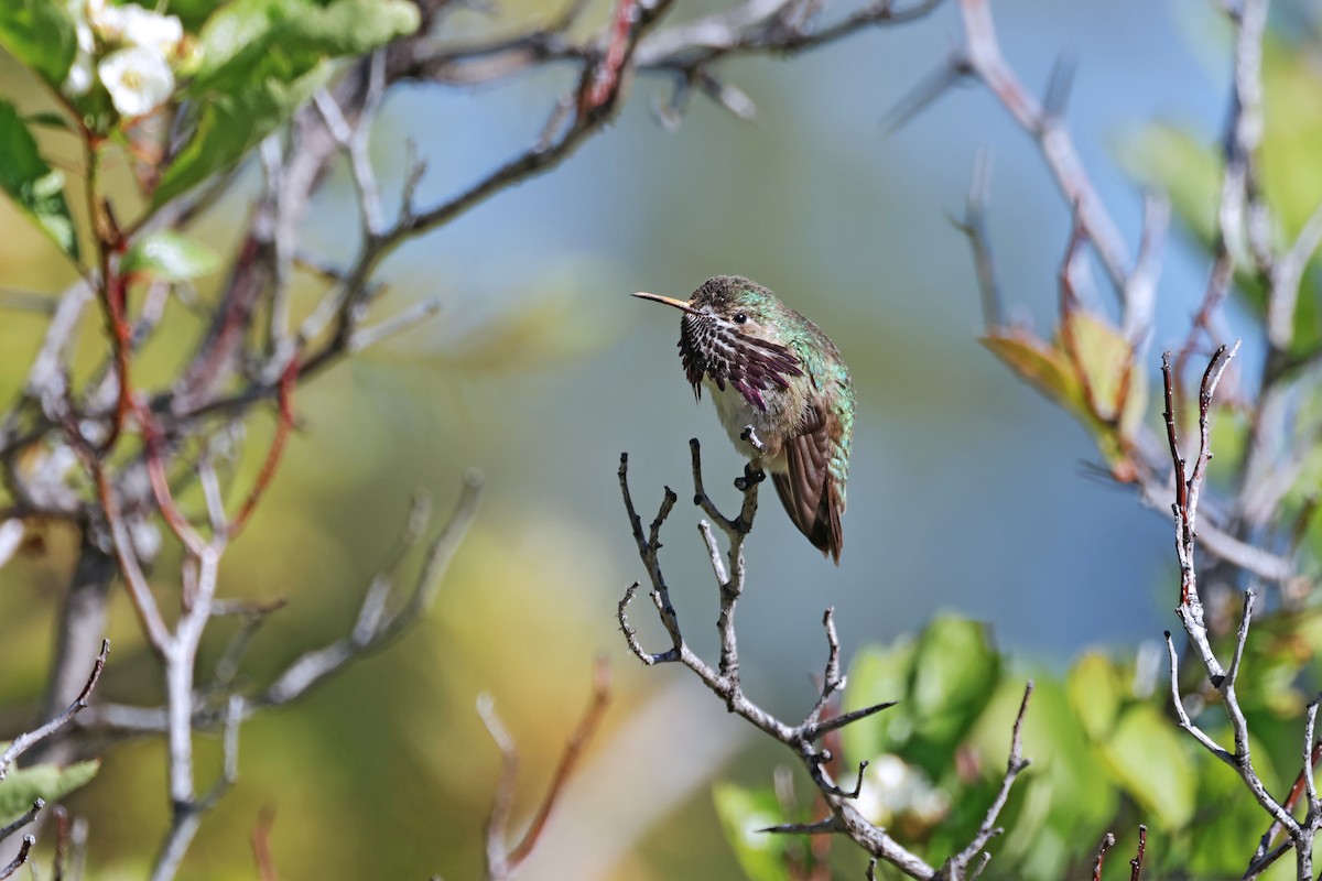 Calliope Hummingbird - Nathan Wall