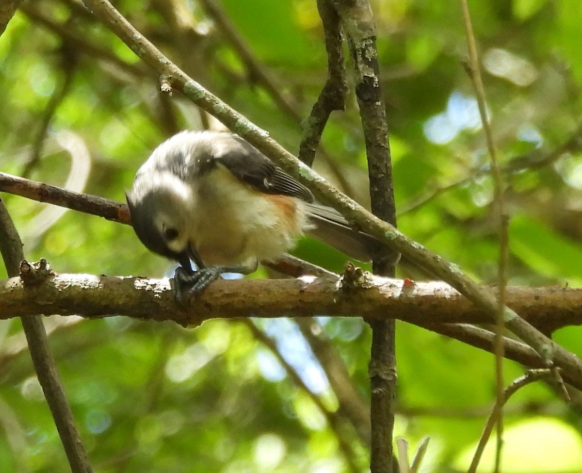 Tufted Titmouse - Dave Milsom