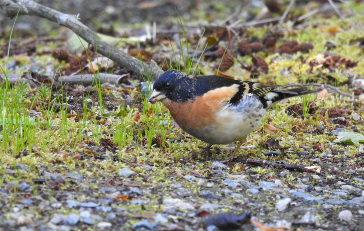 Brambling - Ben Meredyk