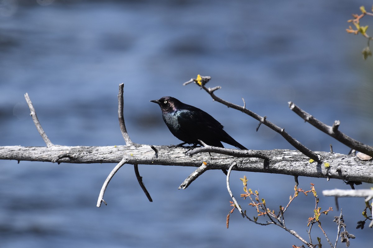 Brewer's Blackbird - David Gallagher