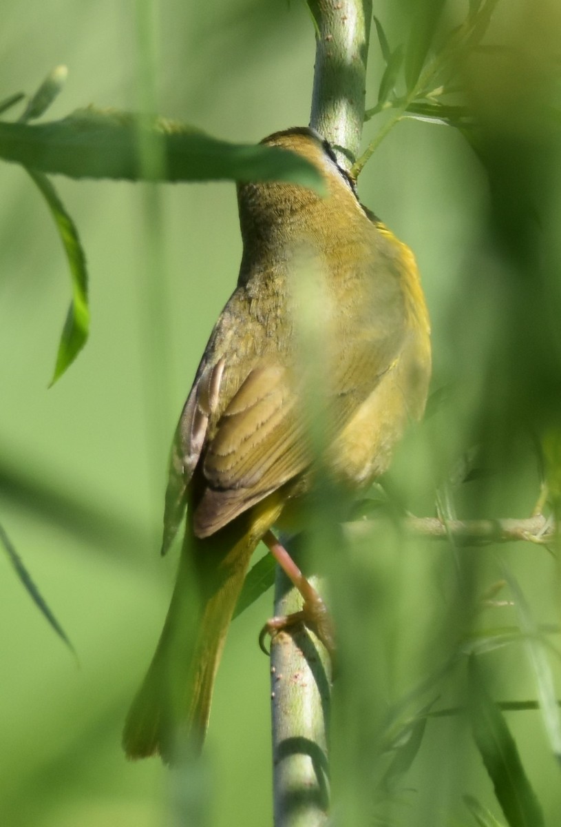 Common Yellowthroat - David and Ann Snodgrass