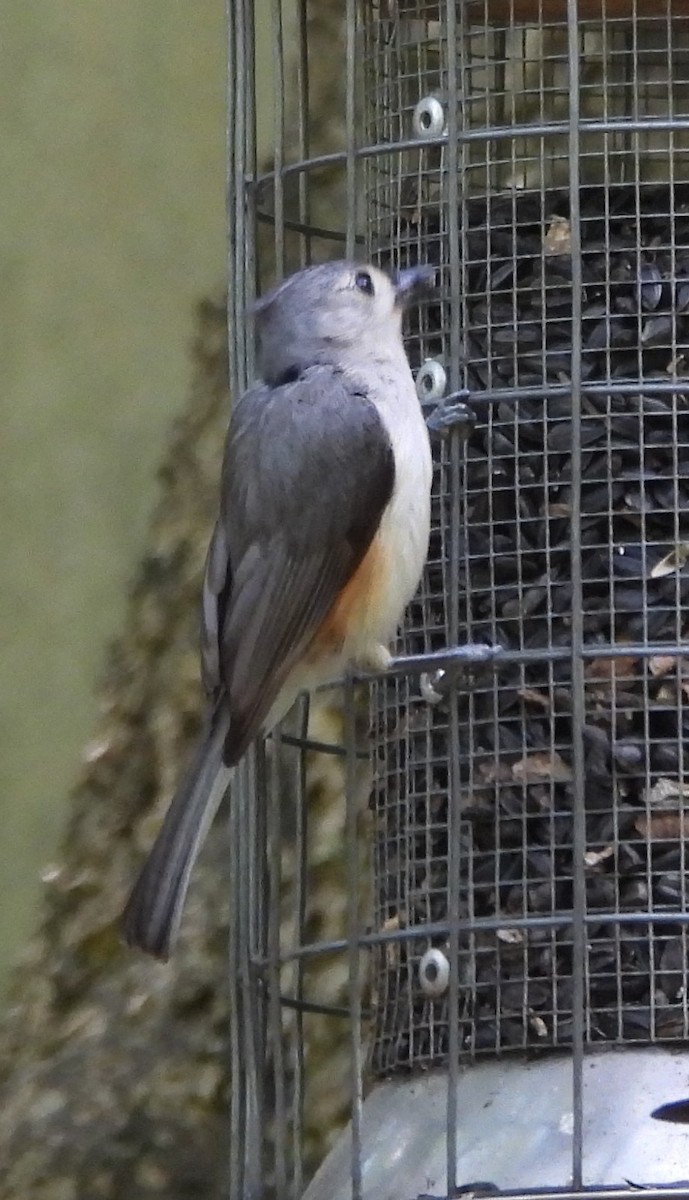 Tufted Titmouse - ML619369064