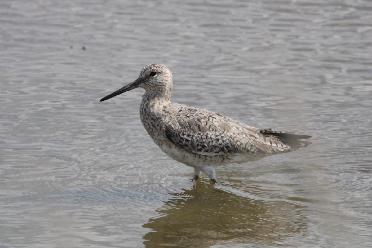 Willet - ML619369075