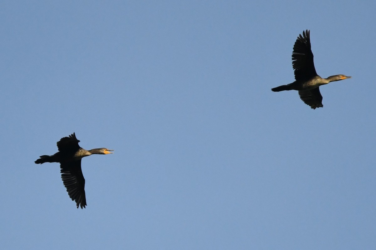 Double-crested Cormorant - Donna Carter