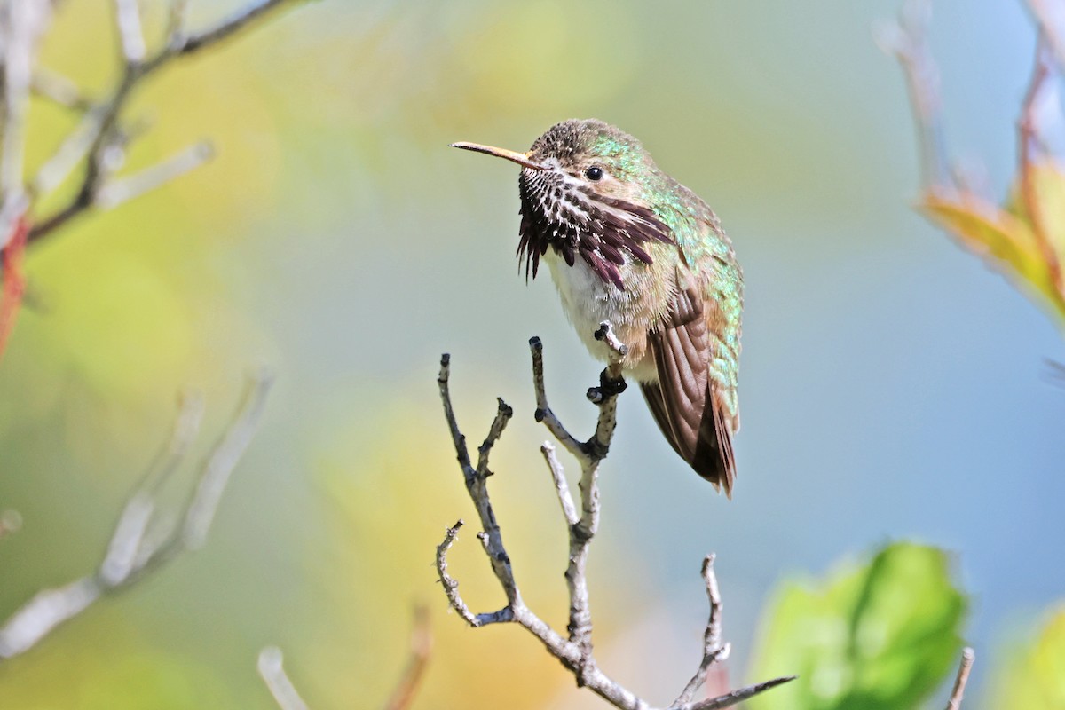 Calliope Hummingbird - Nathan Wall