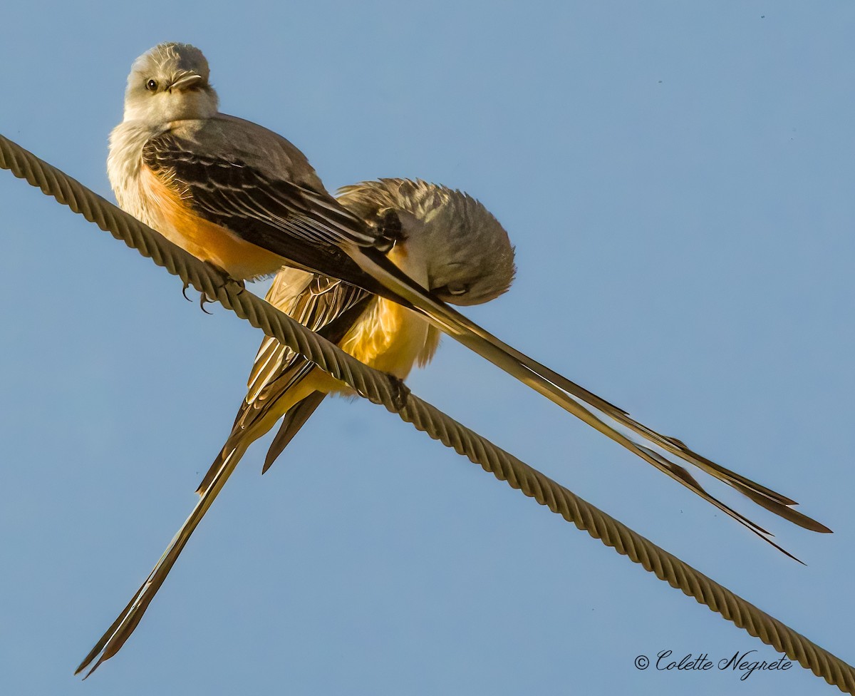 Scissor-tailed Flycatcher - Colette Vranicar