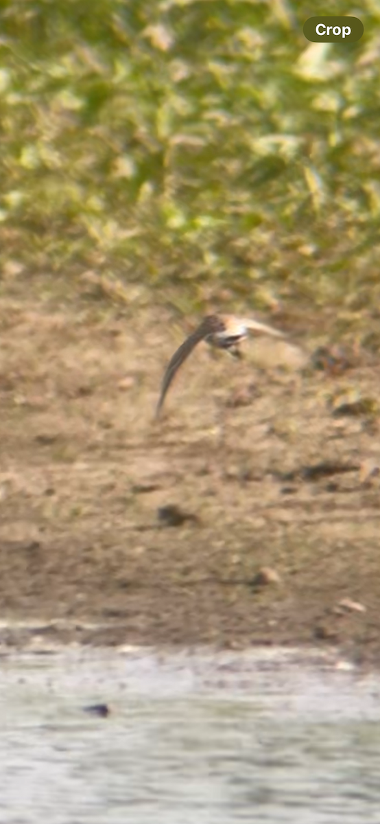 White-rumped Sandpiper - Tim Cornish