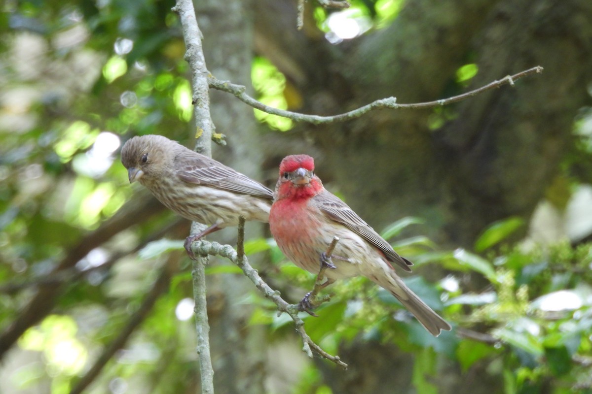 House Finch - ML619369127