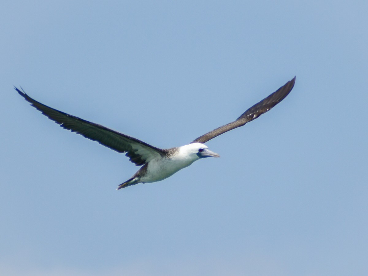 Peruvian Booby - Eric Konkol