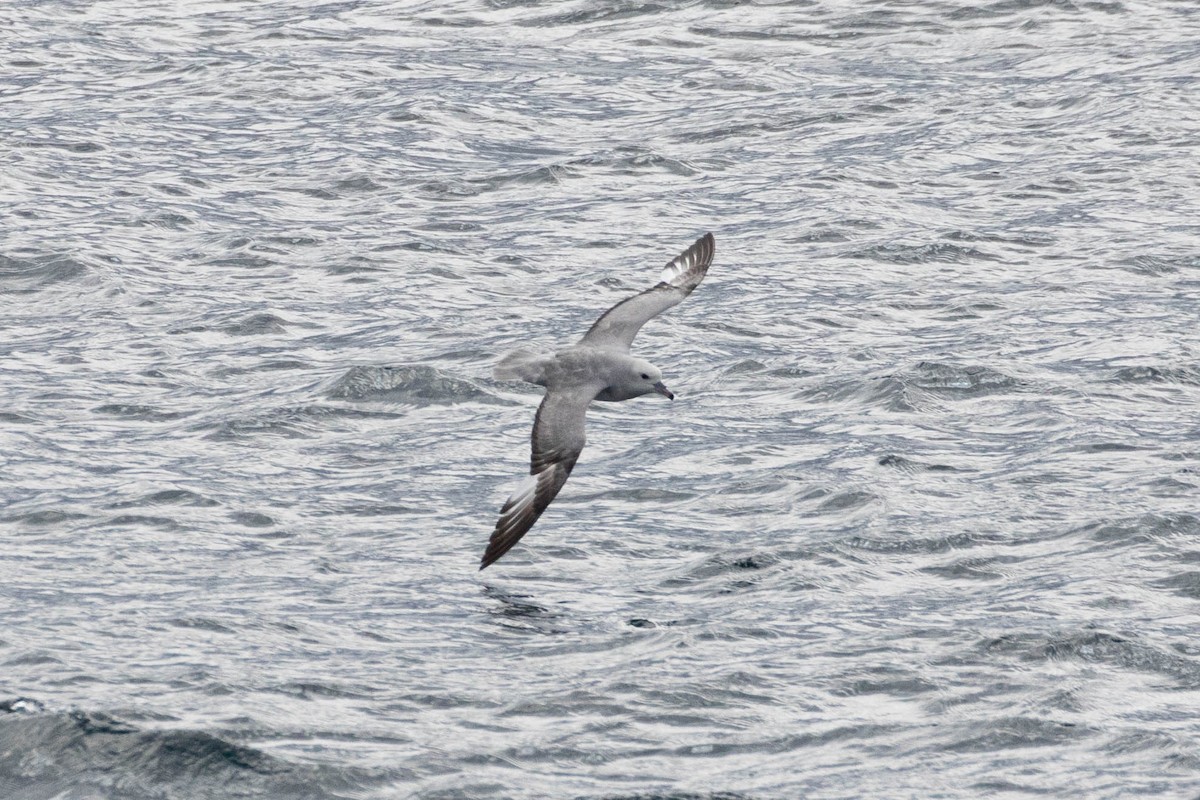 Southern Fulmar - Denis Corbeil