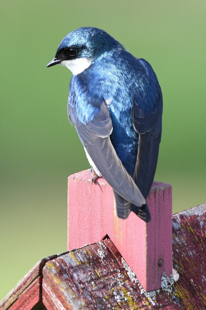 Tree Swallow - Donna Carter