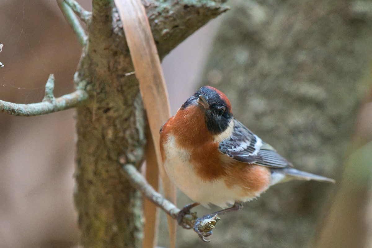 Bay-breasted Warbler - ML619369166