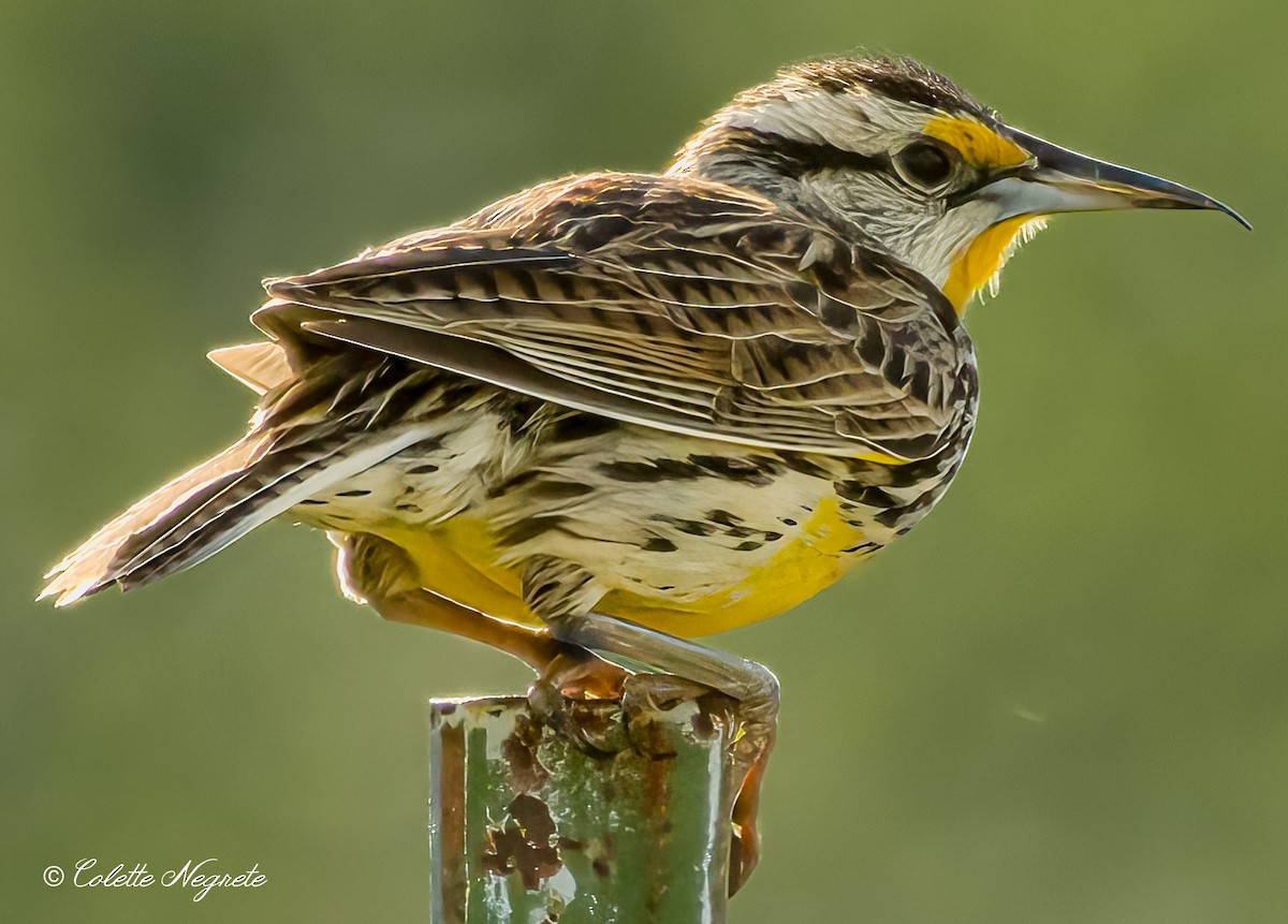 Eastern Meadowlark - Colette Vranicar