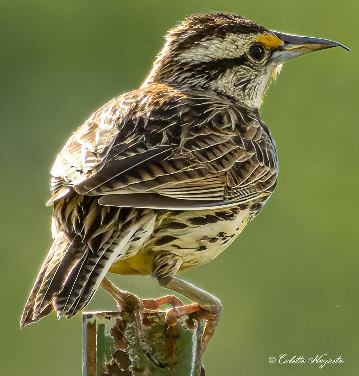 Eastern Meadowlark - Colette Vranicar