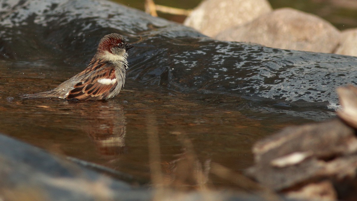 House Sparrow - Carlos Vasquez Leiva