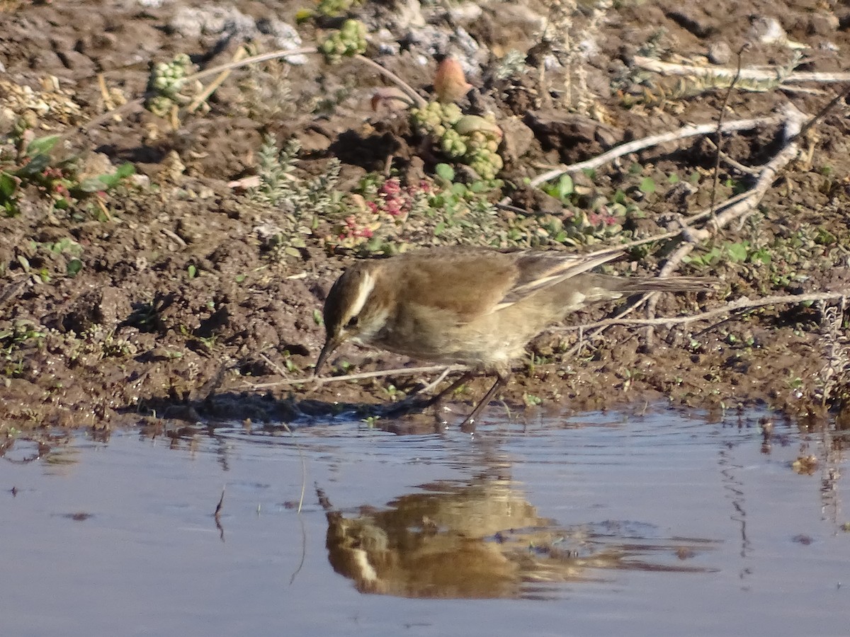 Buff-winged Cinclodes - ML619369185