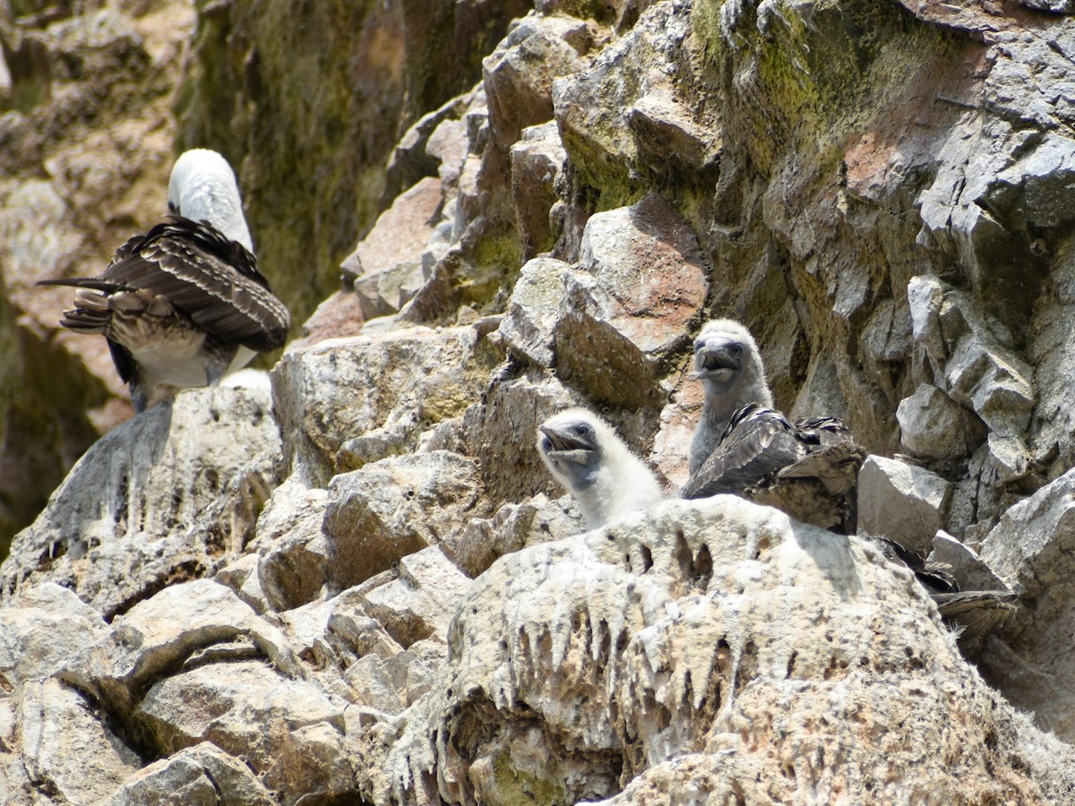 Peruvian Booby - Eric Konkol