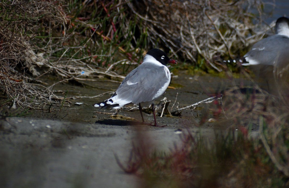 Franklin's Gull - ML619369202