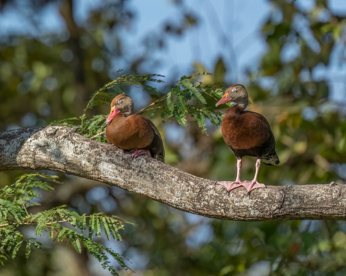 Black-bellied Whistling-Duck - Marina Germain