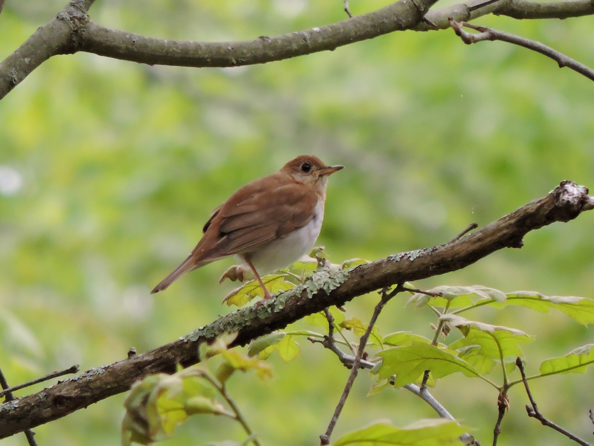 Veery - Luis Mendes