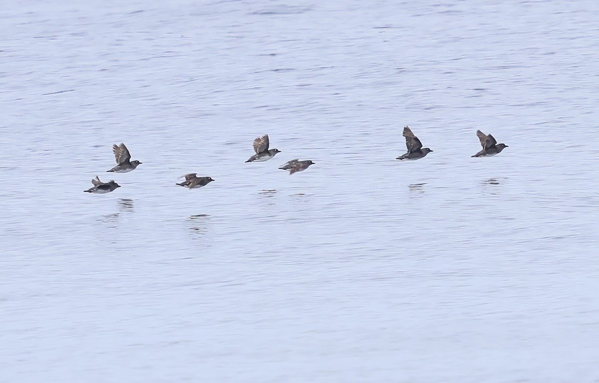 Cassin's Auklet - Sally Veach