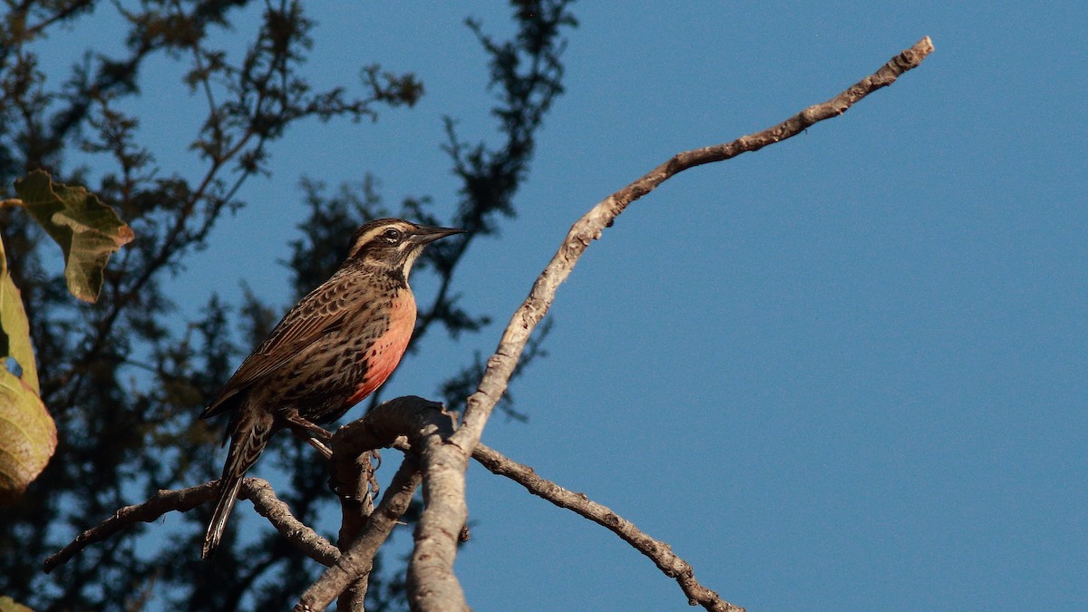 Long-tailed Meadowlark - Carlos Vasquez Leiva