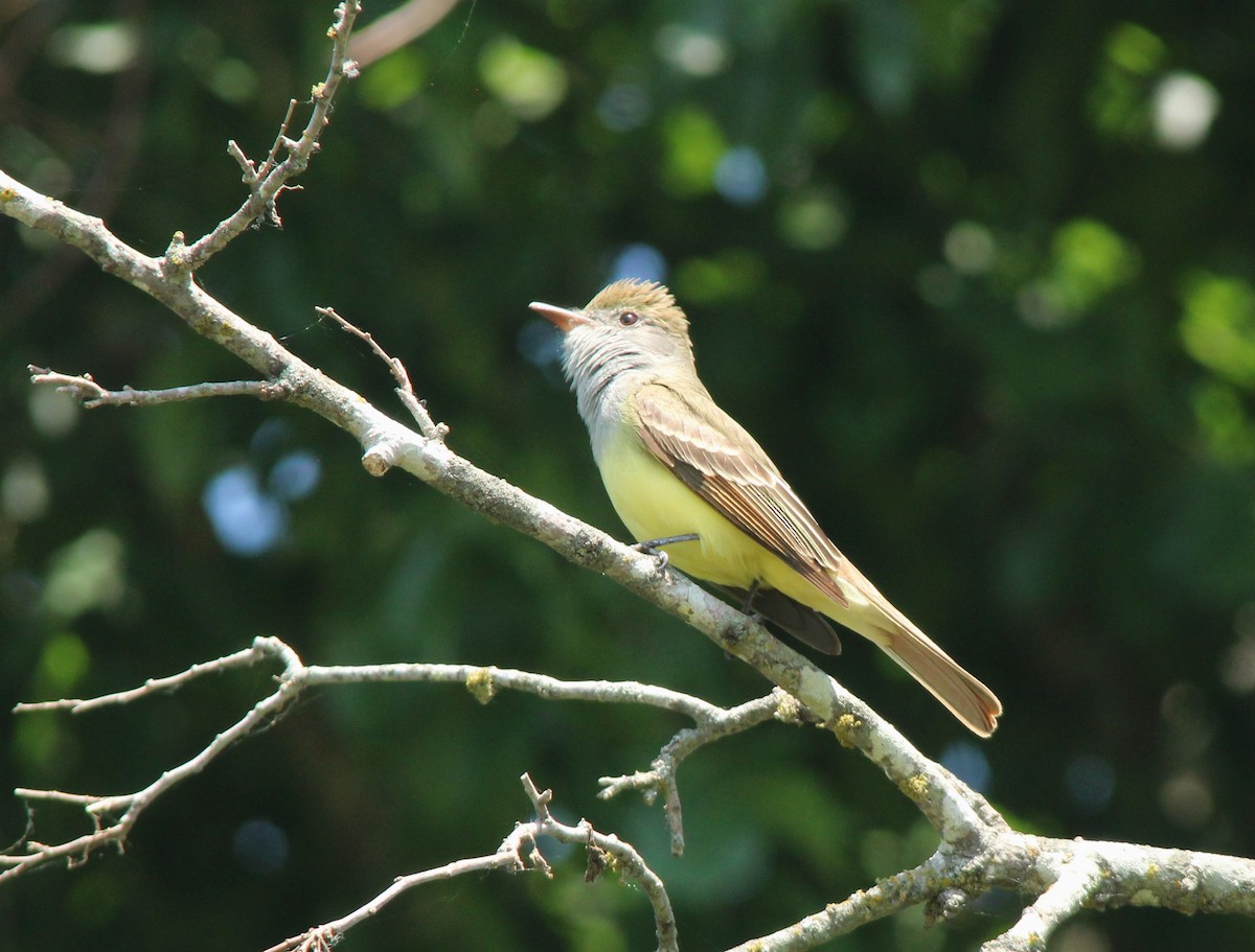 Great Crested Flycatcher - John Pike