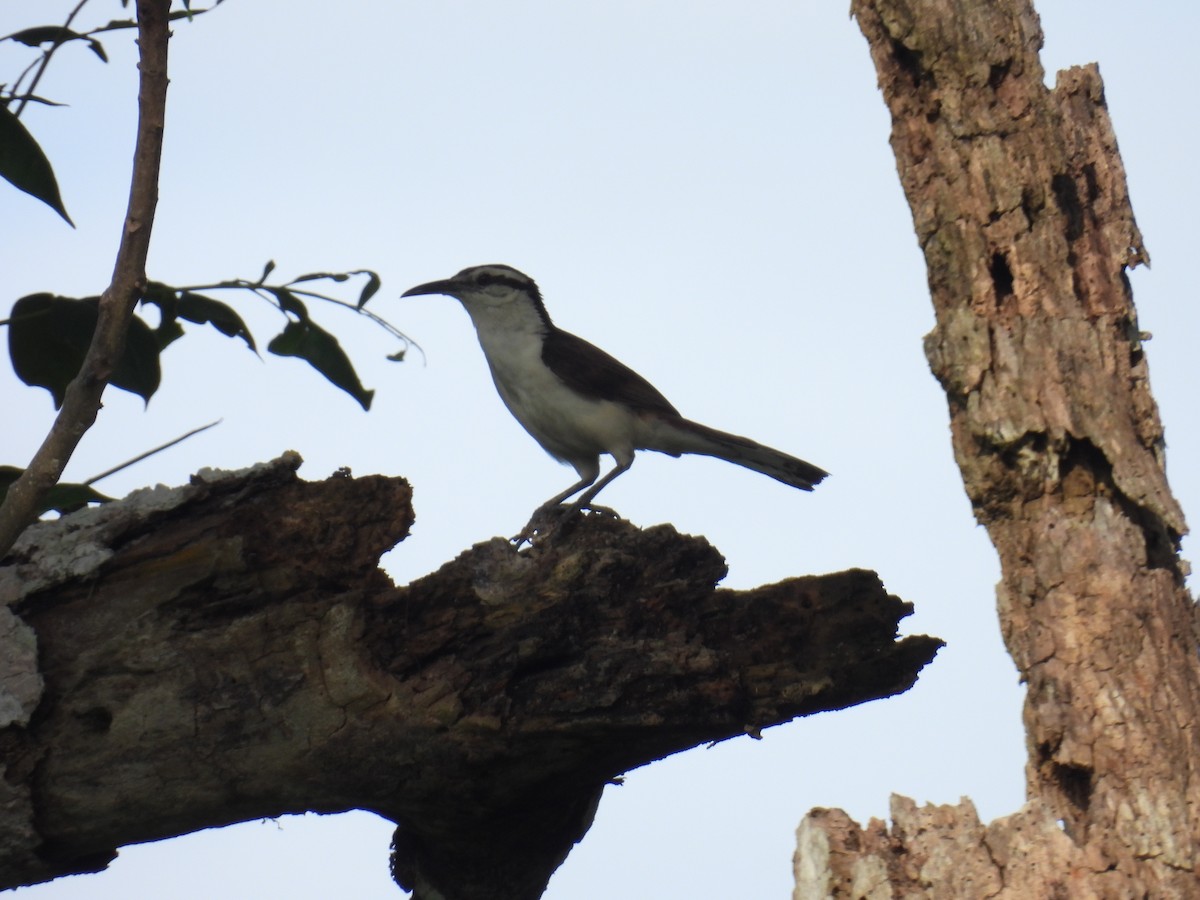 Bicolored Wren - ML619369254