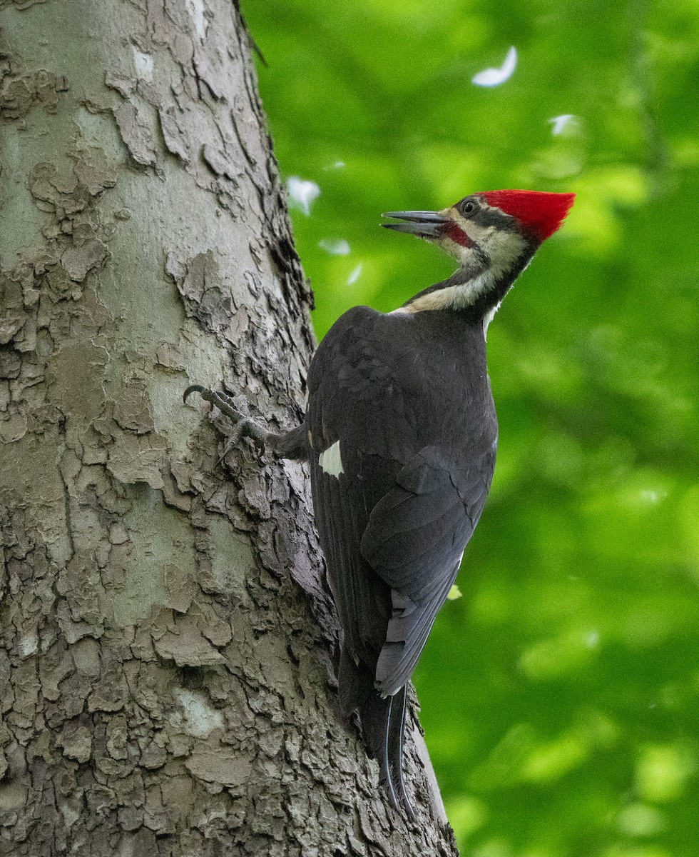 Pileated Woodpecker - Jim Crumpler