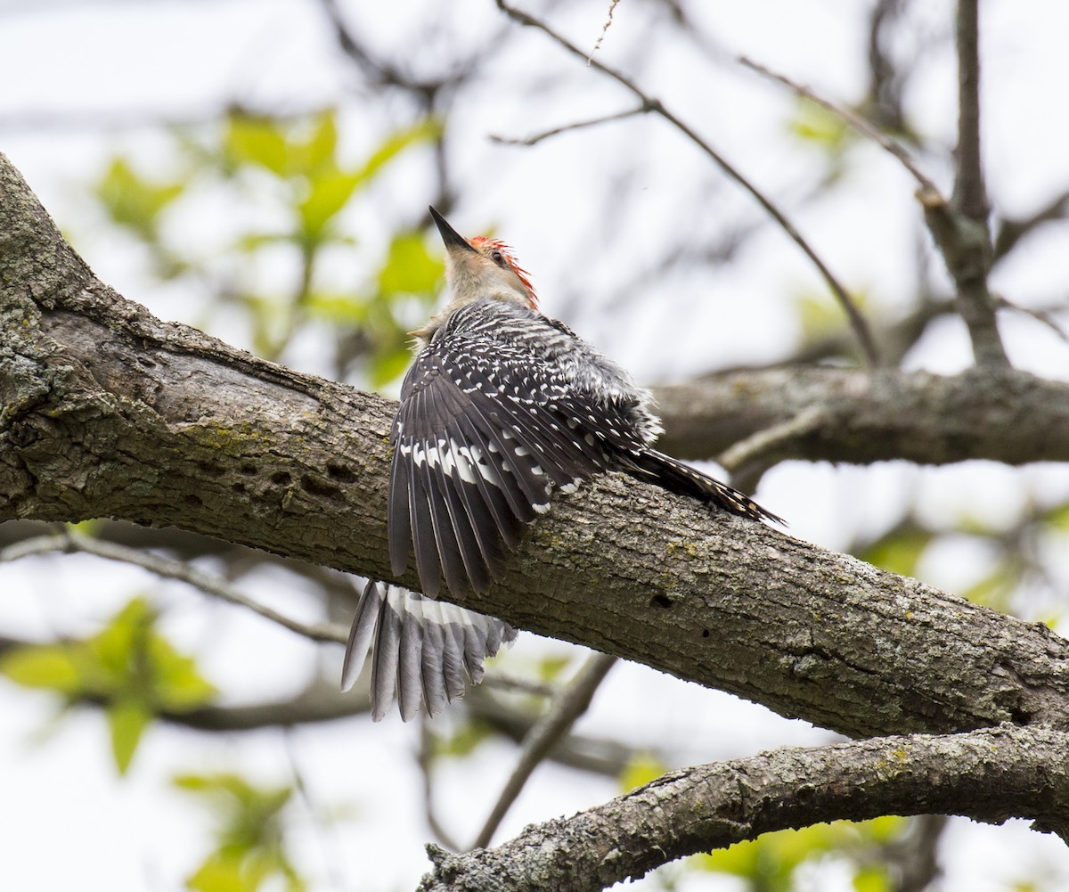 Red-bellied Woodpecker - ML619369262