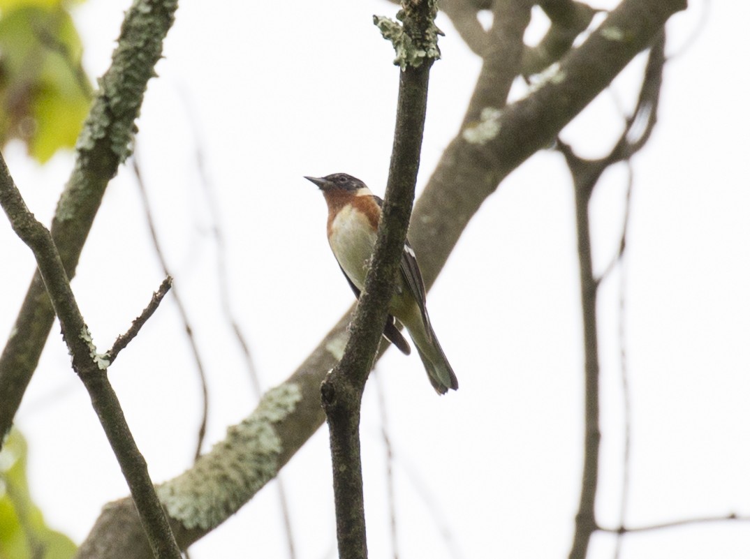 Bay-breasted Warbler - ML619369266