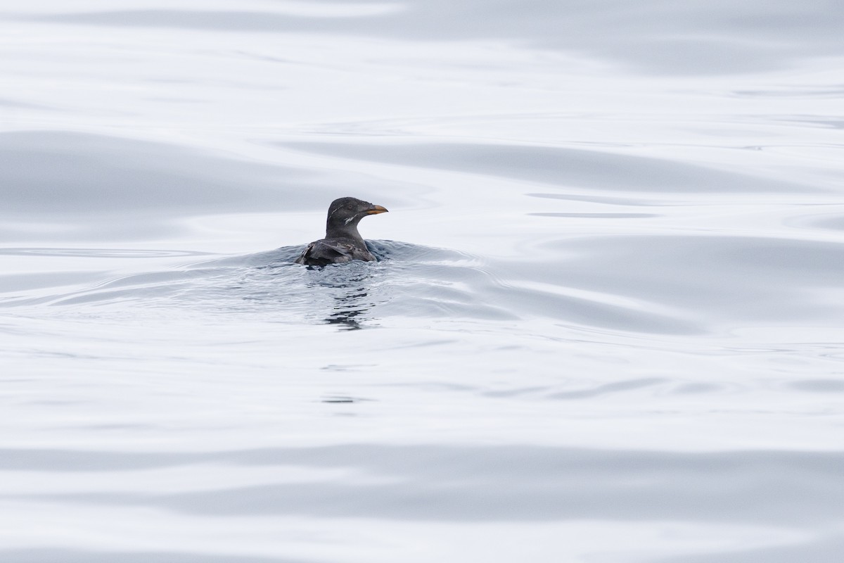 Rhinoceros Auklet - Tommy Quarles