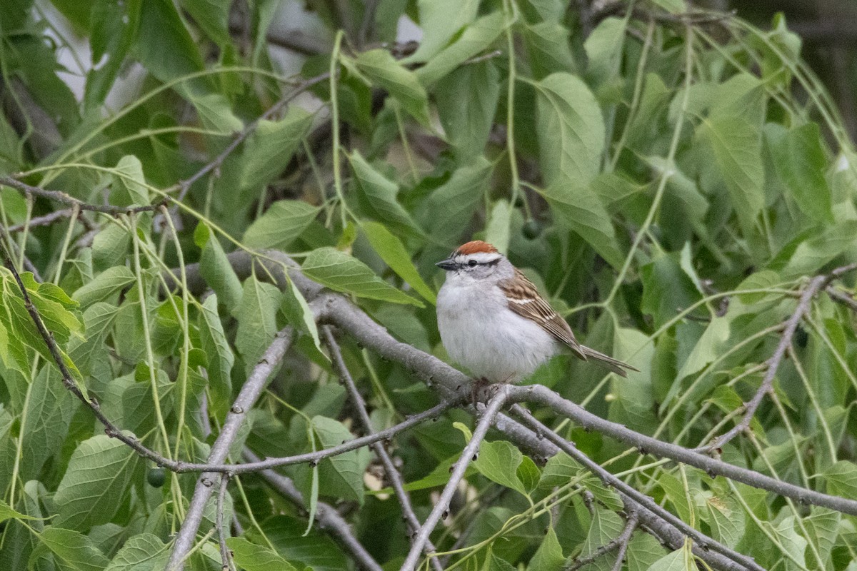 Chipping Sparrow - ML619369288