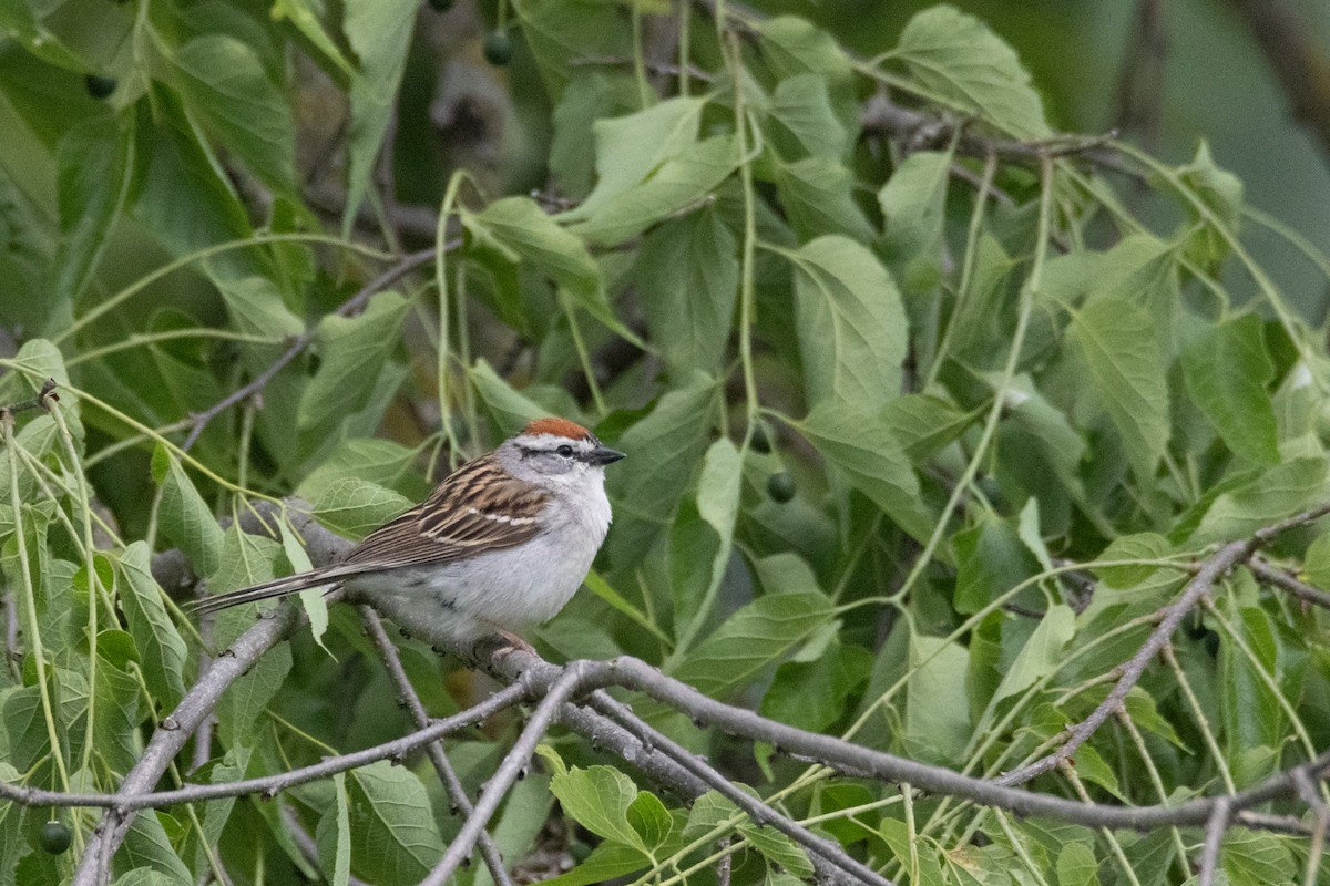 Chipping Sparrow - ML619369289