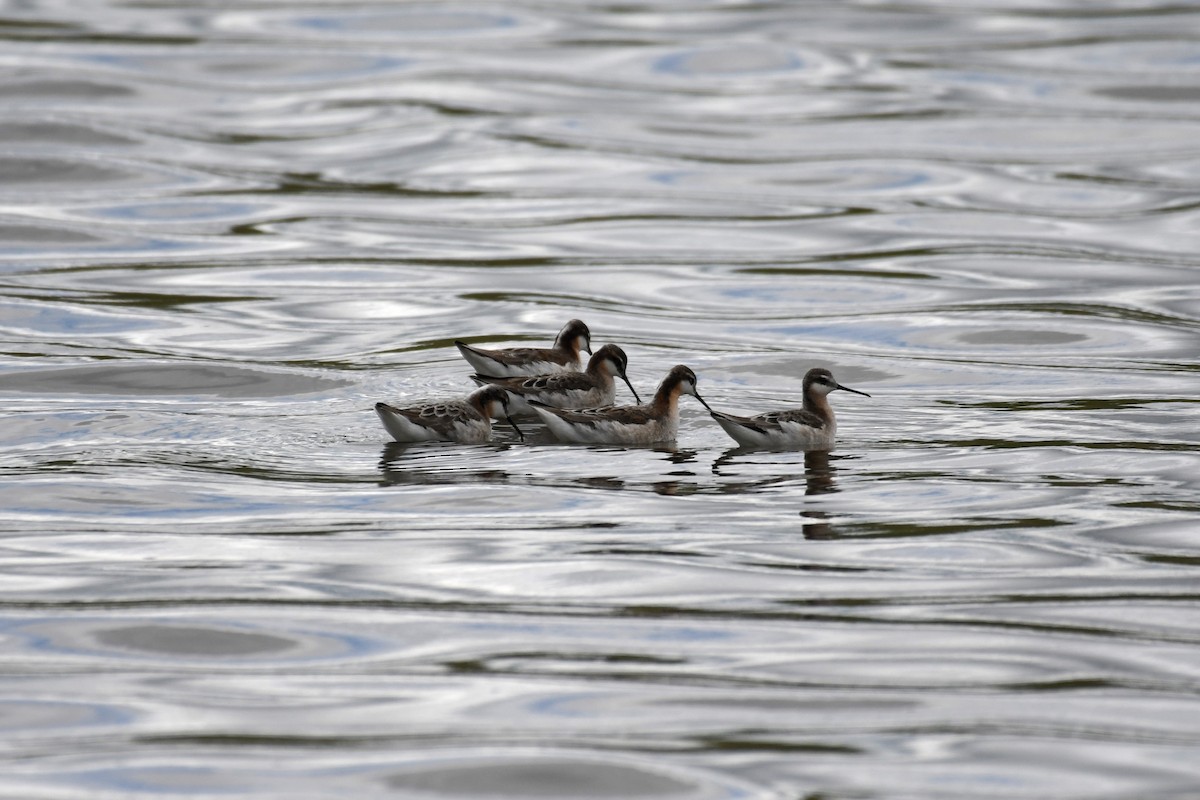 Wilson's Phalarope - ML619369292