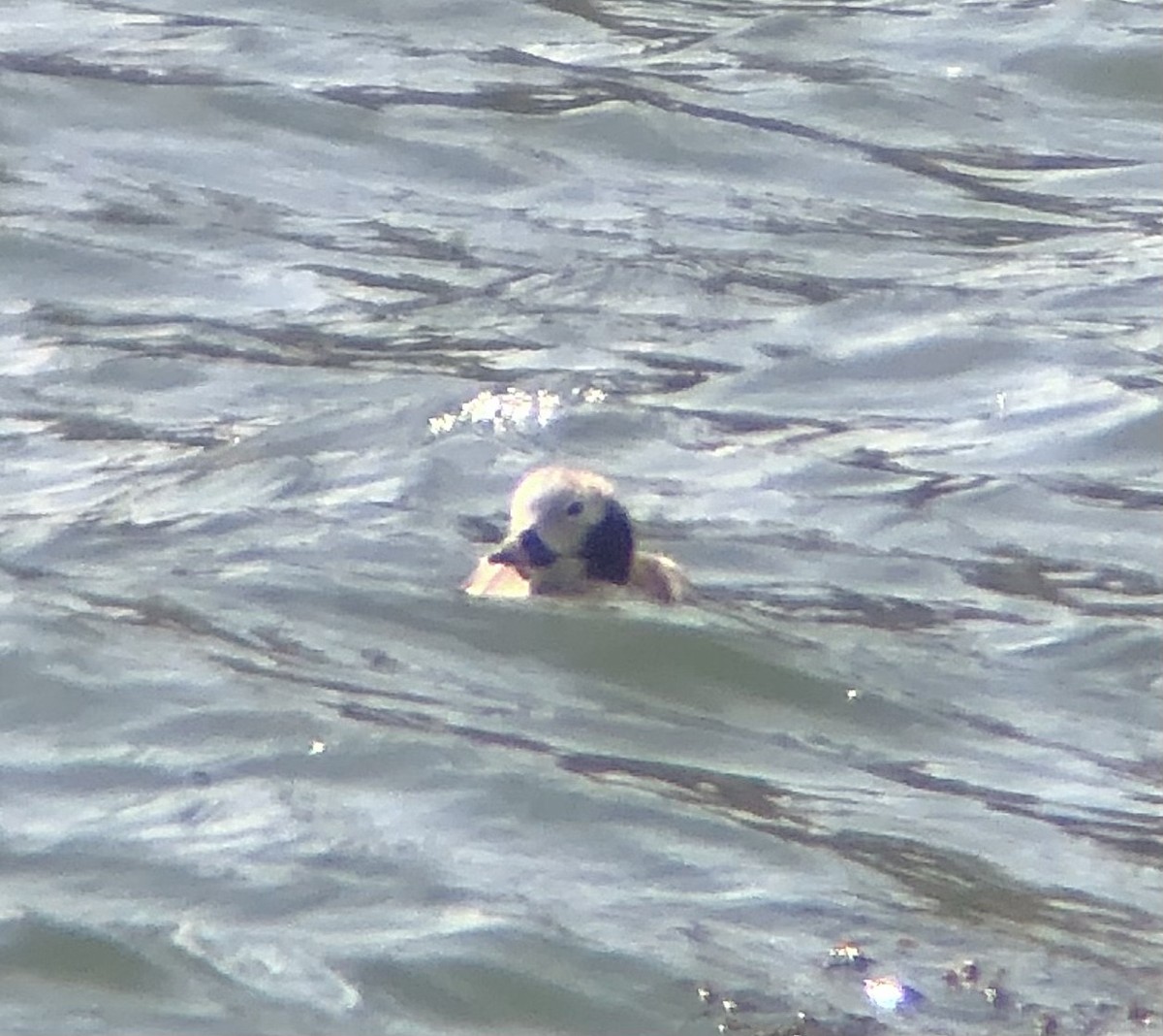 Long-tailed Duck - KZ F