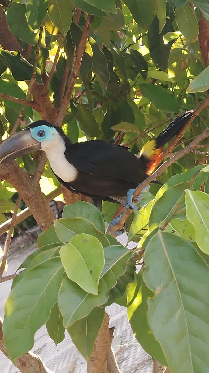 Channel-billed Toucan - ML619369303