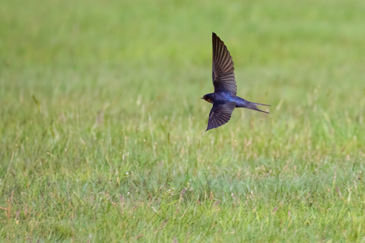 Barn Swallow - Harris Stein