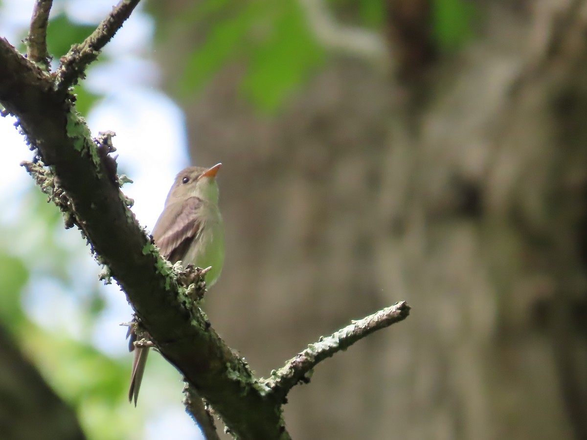 Eastern Wood-Pewee - Susan Wright