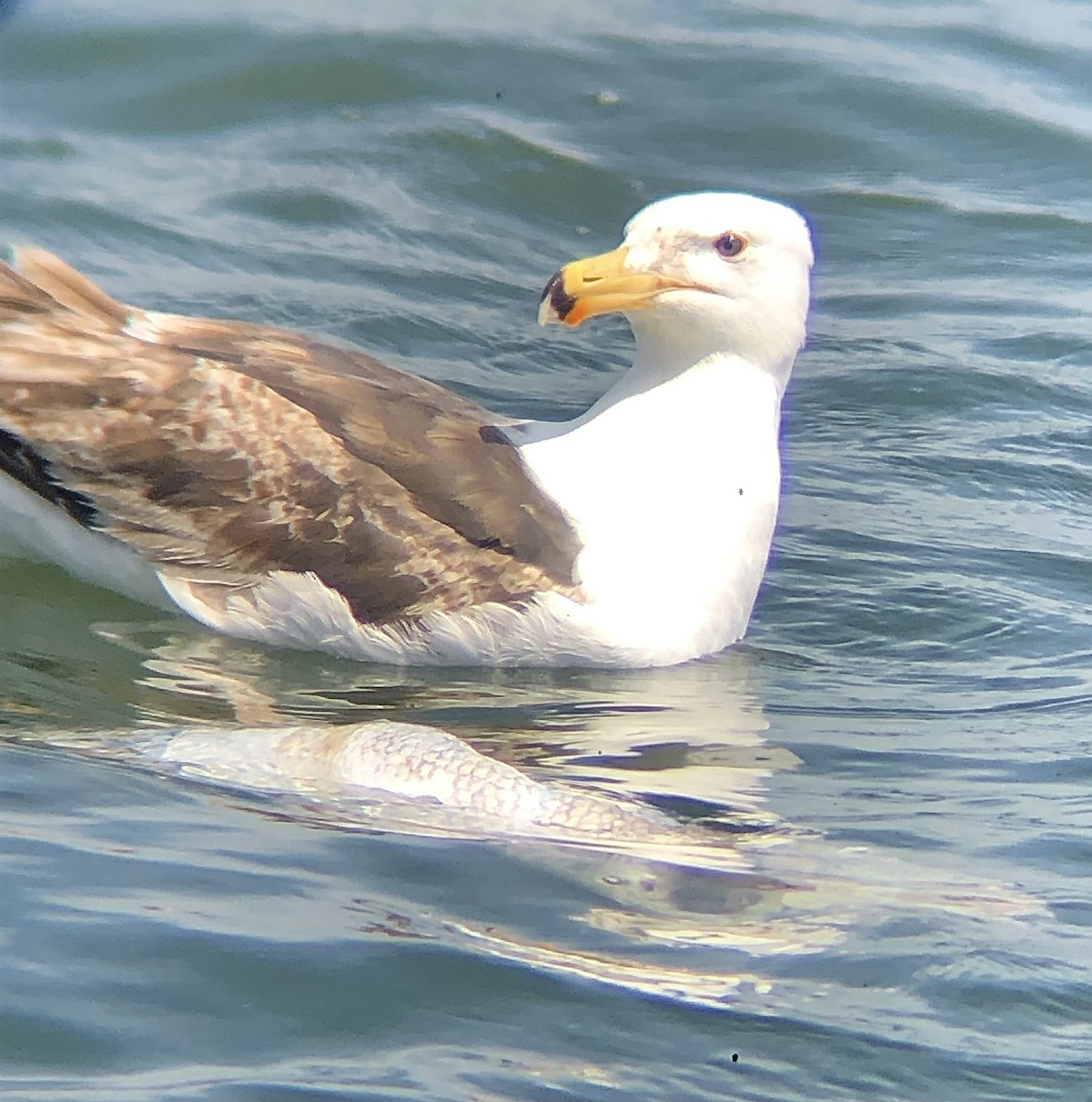Great Black-backed Gull - ML619369318