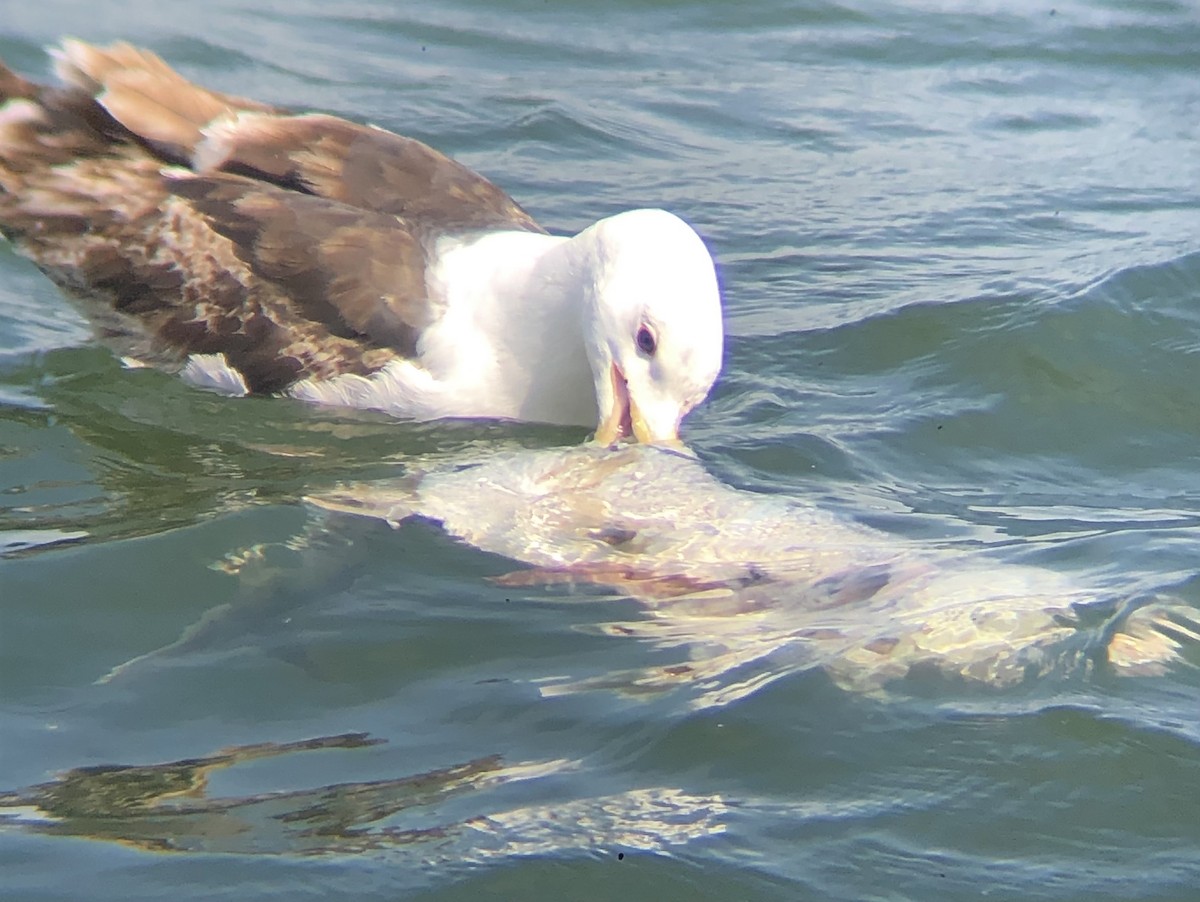 Great Black-backed Gull - ML619369319