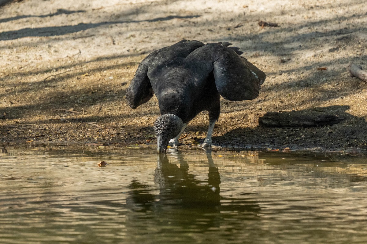 Black Vulture - Marina Germain