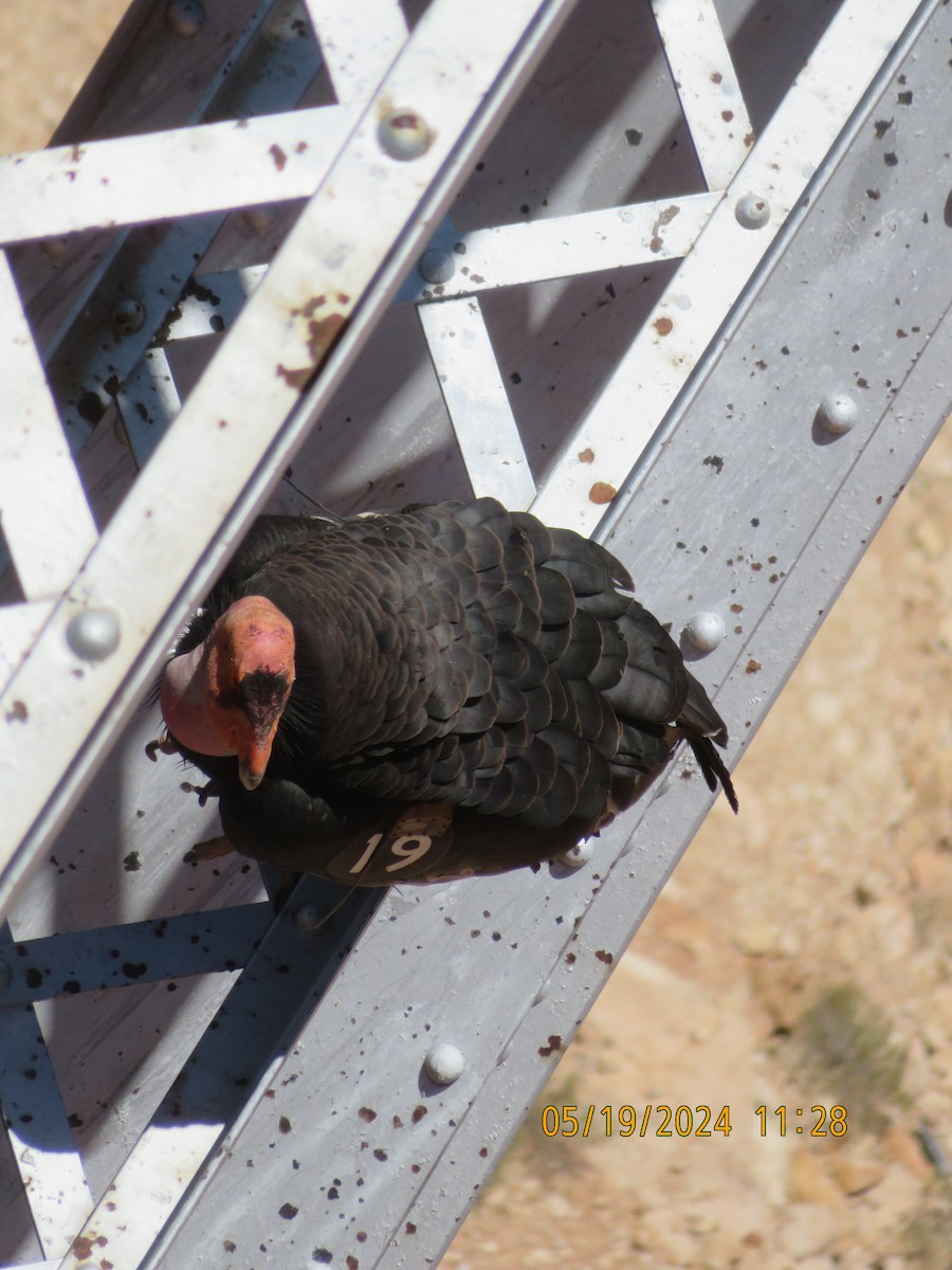 California Condor - Anonymous
