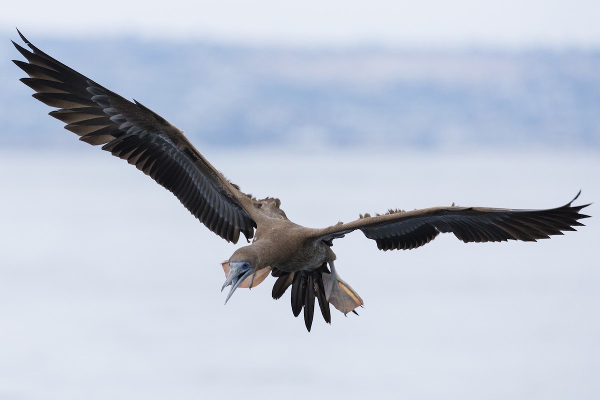 Brown Booby - Tommy Quarles