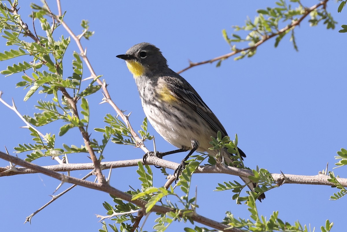 Yellow-rumped Warbler (Audubon's) - Laura Crago