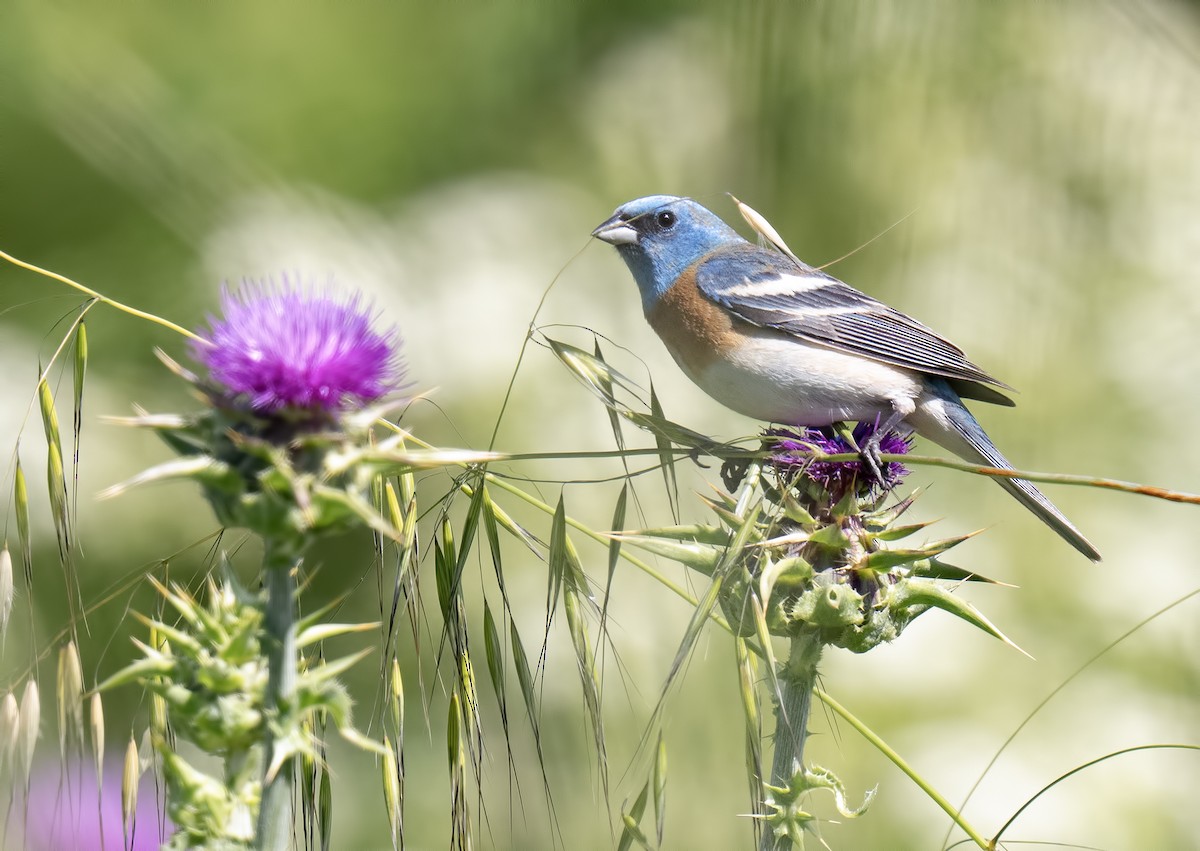 Lazuli Bunting - Gail  West